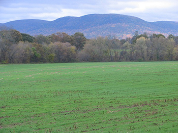 Shady Maple Farm