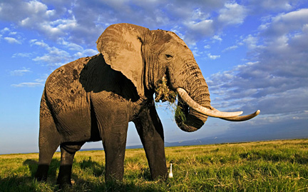 African Elephant